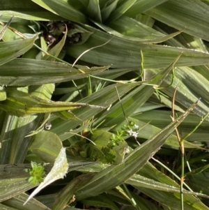 Astelia psychrocharis at Kosciuszko National Park, NSW - 21 Jan 2022