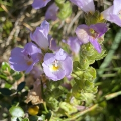 Euphrasia collina subsp. diversicolor (Variable Eyebright) at Kosciuszko National Park, NSW - 20 Jan 2022 by Ned_Johnston