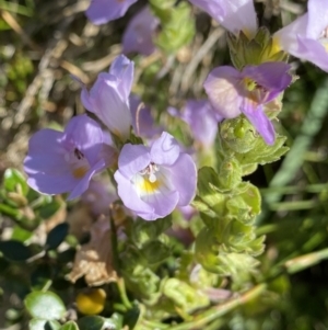 Euphrasia collina subsp. diversicolor at Kosciuszko National Park, NSW - 21 Jan 2022