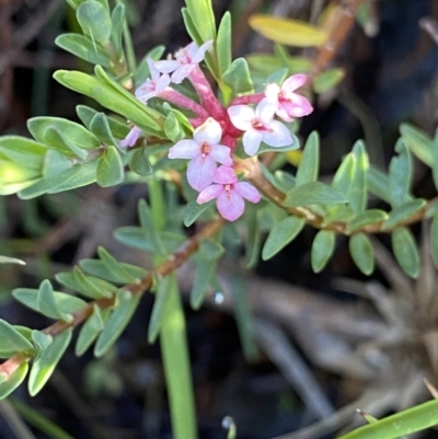 Pimelea alpina (Alpine Rice-flower) at Kosciuszko National Park, NSW - 21 Jan 2022 by NedJohnston