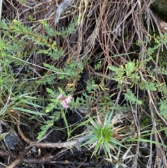 Pimelea alpina at Kosciuszko National Park, NSW - 21 Jan 2022