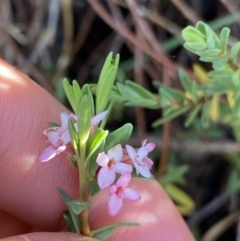 Pimelea alpina at Kosciuszko National Park, NSW - 21 Jan 2022 09:14 AM