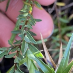 Pimelea alpina at Kosciuszko National Park, NSW - 21 Jan 2022 09:14 AM