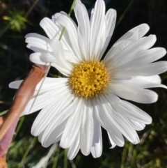 Celmisia costiniana (Costin's Snow Daisy) at Kosciuszko National Park - 20 Jan 2022 by Ned_Johnston