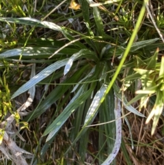 Celmisia costiniana at Kosciuszko National Park, NSW - 21 Jan 2022 09:14 AM