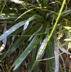 Celmisia costiniana at Kosciuszko National Park, NSW - 21 Jan 2022 09:14 AM