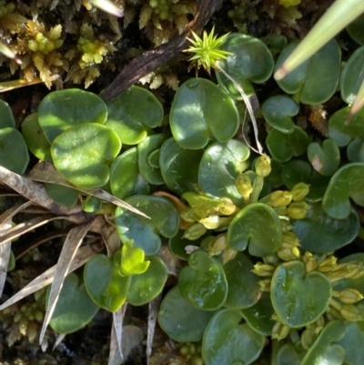 Diplaspis nivis (Snow Pennywort) at Kosciuszko National Park, NSW - 21 Jan 2022 by NedJohnston