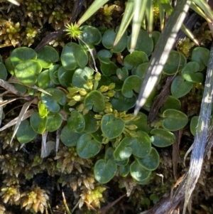 Diplaspis nivis at Kosciuszko National Park, NSW - 21 Jan 2022