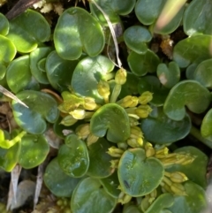 Diplaspis nivis at Kosciuszko National Park, NSW - 21 Jan 2022