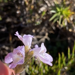 Euphrasia collina subsp. diversicolor at Kosciuszko National Park, NSW - 21 Jan 2022 09:13 AM