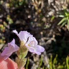 Euphrasia collina subsp. diversicolor at Kosciuszko National Park, NSW - 21 Jan 2022 09:13 AM