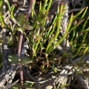 Euphrasia collina subsp. diversicolor at Kosciuszko National Park, NSW - 21 Jan 2022