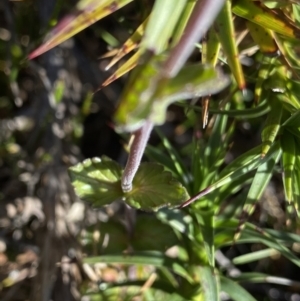 Euphrasia collina subsp. diversicolor at Kosciuszko National Park, NSW - 21 Jan 2022