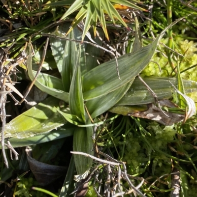 Astelia psychrocharis at Kosciuszko National Park, NSW - 20 Jan 2022 by Ned_Johnston