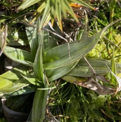 Astelia psychrocharis at Kosciuszko National Park, NSW - 21 Jan 2022