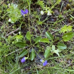 Viola betonicifolia (Mountain Violet) at Kosciuszko National Park, NSW - 20 Jan 2022 by Ned_Johnston