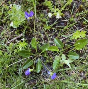 Viola betonicifolia at Kosciuszko National Park, NSW - 21 Jan 2022