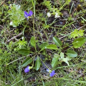 Viola betonicifolia at Kosciuszko National Park, NSW - 21 Jan 2022 09:01 AM