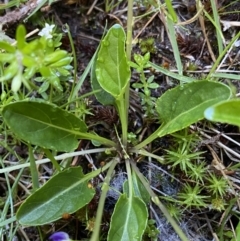 Viola betonicifolia at Kosciuszko National Park, NSW - 21 Jan 2022