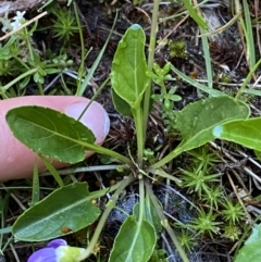 Viola betonicifolia at Kosciuszko National Park, NSW - 21 Jan 2022