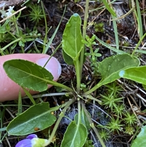 Viola betonicifolia at Kosciuszko National Park, NSW - 21 Jan 2022