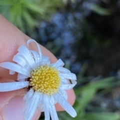 Celmisia pugioniformis (Dagger-leaf Snow Daisy) at Geehi, NSW - 20 Jan 2022 by Ned_Johnston