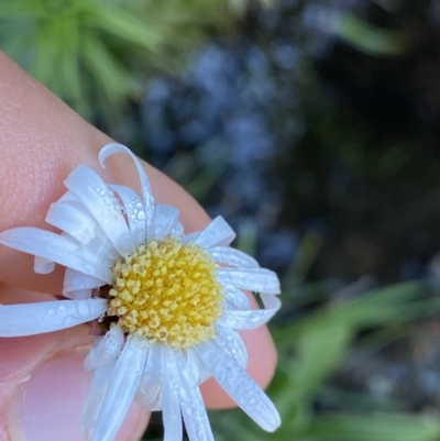 Celmisia pugioniformis (Dagger-leaf Snow Daisy) at Charlotte Pass - Kosciuszko NP - 20 Jan 2022 by Ned_Johnston