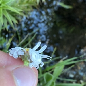 Celmisia pugioniformis at Geehi, NSW - 21 Jan 2022