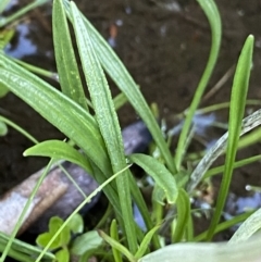 Celmisia pugioniformis at Geehi, NSW - 21 Jan 2022