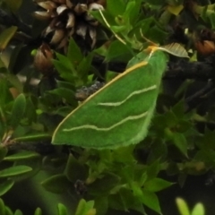 Euloxia meandraria (Two-lined Euloxia) at Paddys River, ACT - 25 Jan 2022 by JohnBundock