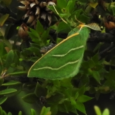 Euloxia meandraria (Two-lined Euloxia) at Gibraltar Pines - 25 Jan 2022 by JohnBundock