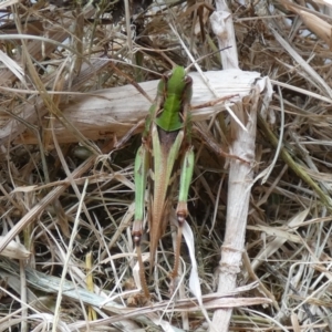 Oedaleus australis at Molonglo Valley, ACT - suppressed