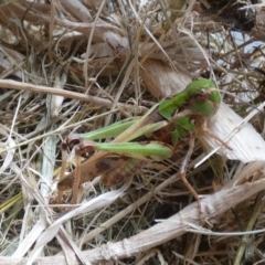 Oedaleus australis at Molonglo Valley, ACT - suppressed