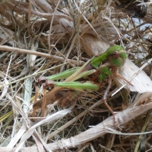 Oedaleus australis at Molonglo Valley, ACT - 26 Jan 2022