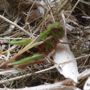 Oedaleus australis at Molonglo Valley, ACT - suppressed