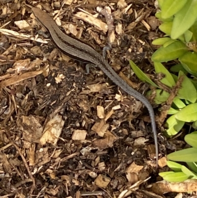 Lampropholis guichenoti (Common Garden Skink) at Numeralla, NSW - 25 Jan 2022 by Steve_Bok