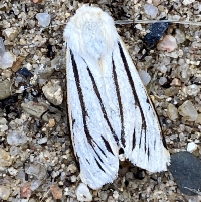 Aloa marginata (Donovan's Tiger Moth) at Numeralla, NSW - 25 Jan 2022 by Steve_Bok