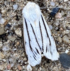 Aloa marginata (Donovan's Tiger Moth) at Numeralla, NSW - 25 Jan 2022 by Steve_Bok