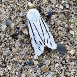 Aloa marginata at Numeralla, NSW - suppressed