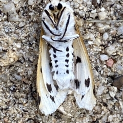 Aloa marginata at Numeralla, NSW - suppressed