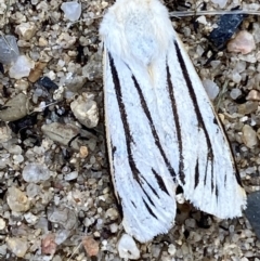 Aloa marginata at Numeralla, NSW - suppressed