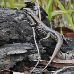 Eulamprus tympanum (Southern Water Skink) at Paddys River, ACT - 25 Jan 2022 by JohnBundock