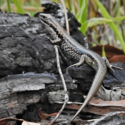 Eulamprus tympanum (Southern Water Skink) at Paddys River, ACT - 25 Jan 2022 by JohnBundock