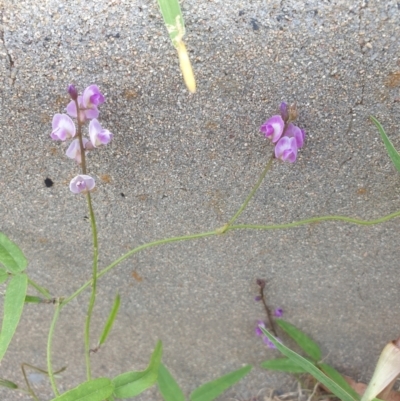 Glycine clandestina (Twining Glycine) at Goulburn, NSW - 25 Jan 2022 by Rixon