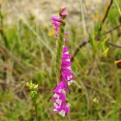 Spiranthes australis (Austral Ladies Tresses) at Paddys River, ACT - 25 Jan 2022 by JohnBundock