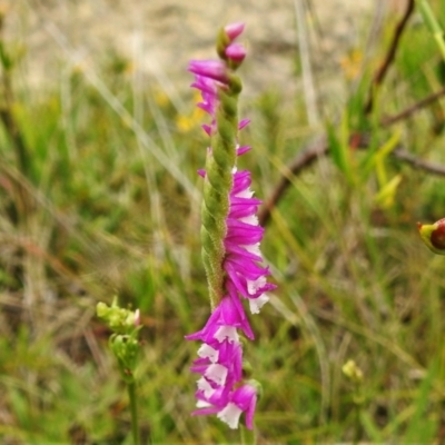 Spiranthes australis (Austral Ladies Tresses) at Paddys River, ACT - 25 Jan 2022 by JohnBundock