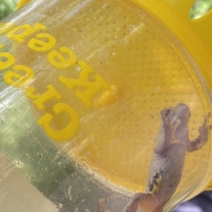 Litoria peronii at Hackett, ACT - suppressed