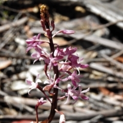 Dipodium roseum (Rosy Hyacinth Orchid) at Namadgi National Park - 25 Jan 2022 by JohnBundock