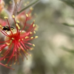 Hylaeus (Gnathoprosopis) amiculinus at Acton, ACT - 24 Jan 2022