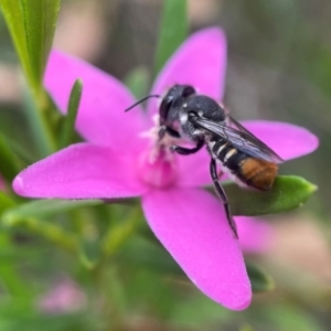 Megachile ferox at Acton, ACT - 24 Jan 2022